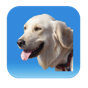 DogMedicalAgenda